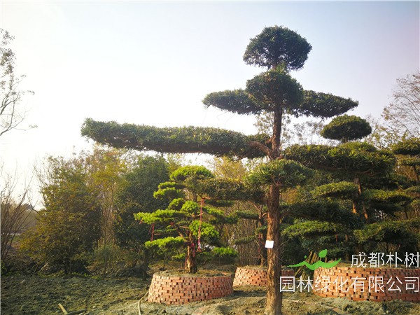 成都市-温江区苗木基地直销的18公分罗汉松价格有什么变化吗？